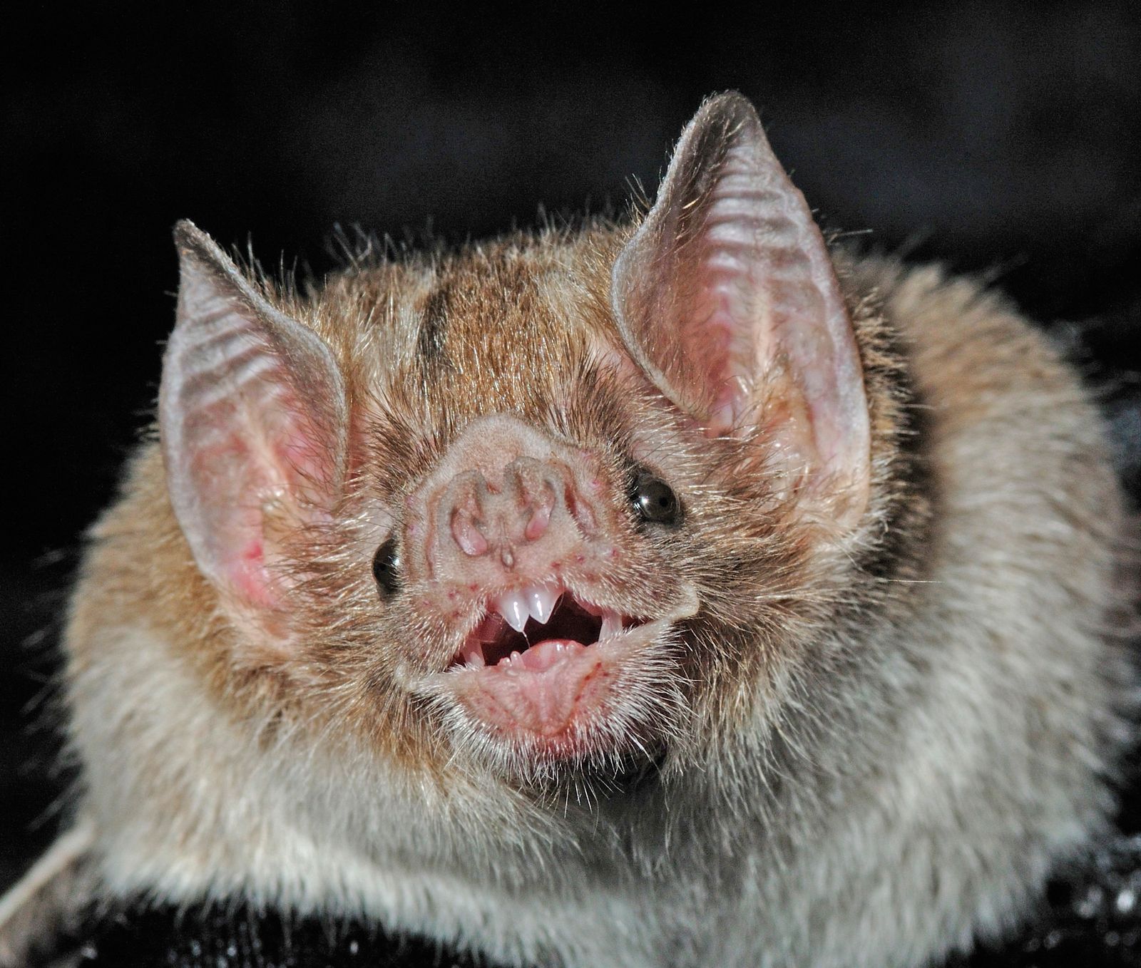 Where Did Bats Originate? Huge Genetic Study May Have Settled the Longstanding Debate and Rewritten the Creatures' Evolutionary Tree