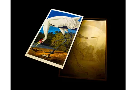 Author David Sibley writes in our 101 Objects Special Issue: 

As a young man John James Audubon was obsessed with birds, and he had a vision for a completely different kind of book. He would paint birds as he saw them in the wild "alive and moving," and paint every species actual size. He travelled the U.S Frontier on foot and horseback seeking birds of every species known to science. He wrote of his time in Kentucky, around 1810, "I shot, I drew, I looked on nature only; my days were happy beyond human conception, and beyond this I really cared not." As Jonathan Rosen points out in The Life of the Skies, these paintings promoted a romantic vision of the wilderness of the New World, to be viewed by people who would never see these birds in real life. Perhaps that is one reason Audubon found more success in England than in the young United States, and why his work still holds its appeal today, as the wilderness he knew and loved recedes further into the past.

Read more of Sibley's essay.