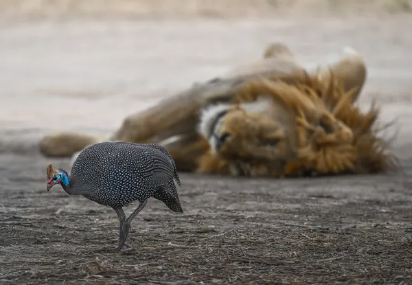 Strolling by a sleeping lion in the Serengeti grasslands thumbnail