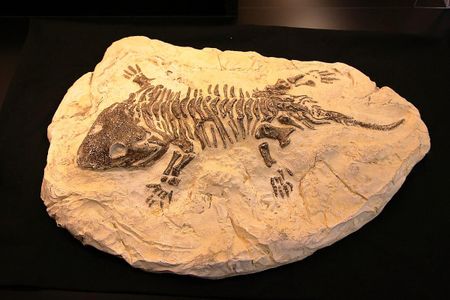 Fossil of a Seymouria (extinct)