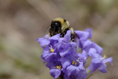 Queen bumblebee, Bombus balteatus, foraging for nectar on the alpine wildflower Polemonium viscosum.