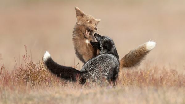 Fox Siblings' Fight thumbnail