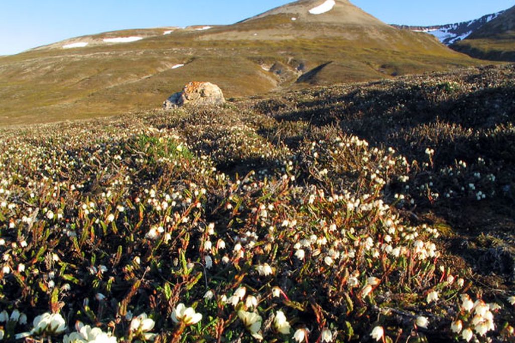 Arctic bell
