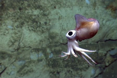 A bobtail squid is imaged by the Deep Discoverer remotely operated vehicle during Dive 07 in Atlantis Canyon. The squid is less than one foot in length.