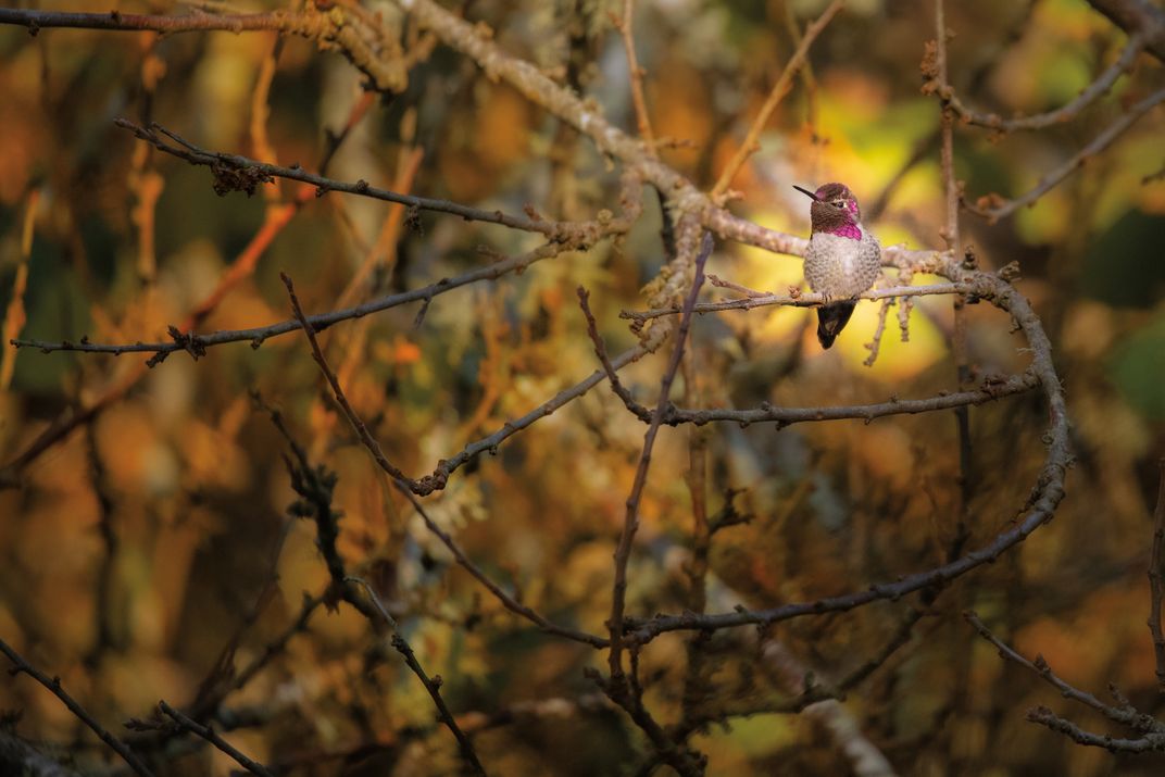 Ten Wildlife Photographers Zoom In on Their Favorite Birds, Science