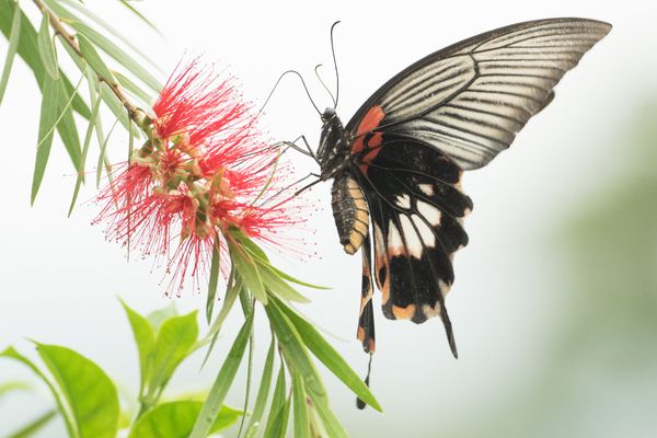 Continental Great Mormon (Papilio agenor agenor) thumbnail