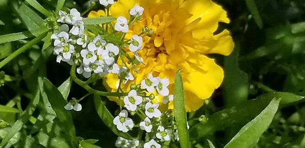 Sweet & Discreet - Yellow Petite Marigold thumbnail