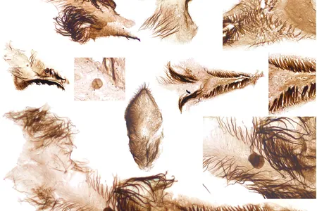Researchers found fragments of fossils representing prehistoric mollusks, crustaceans and worms among rocks at the Grand Canyon.