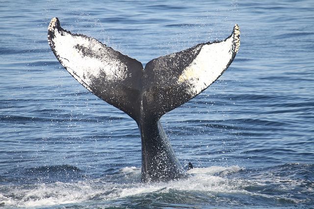 whale tail