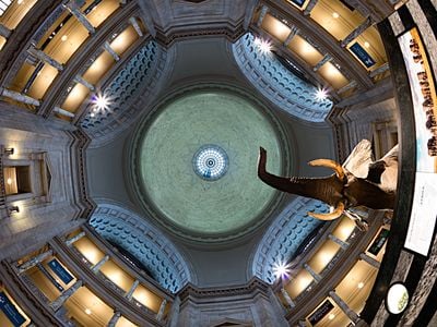 The ceiling of the NMNH rotunda creates a circular pattern above the underside of the grey trunk of the elephant.