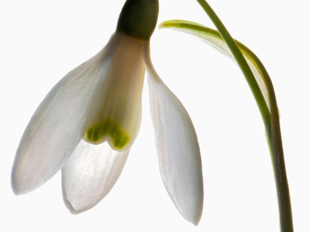 Snowdrop