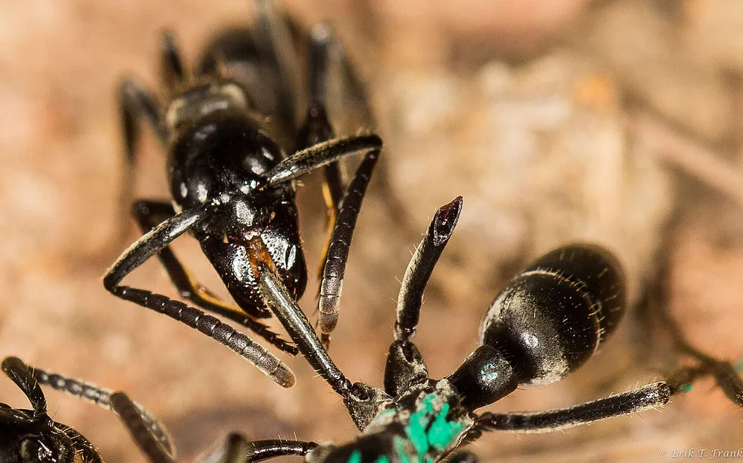 Matabele ant