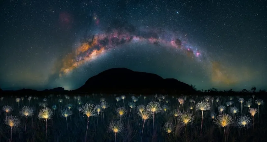white ball-like flowers appear to glow under a starry sky