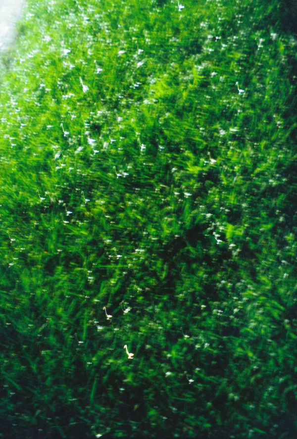 Rain on grass, summertime thumbnail