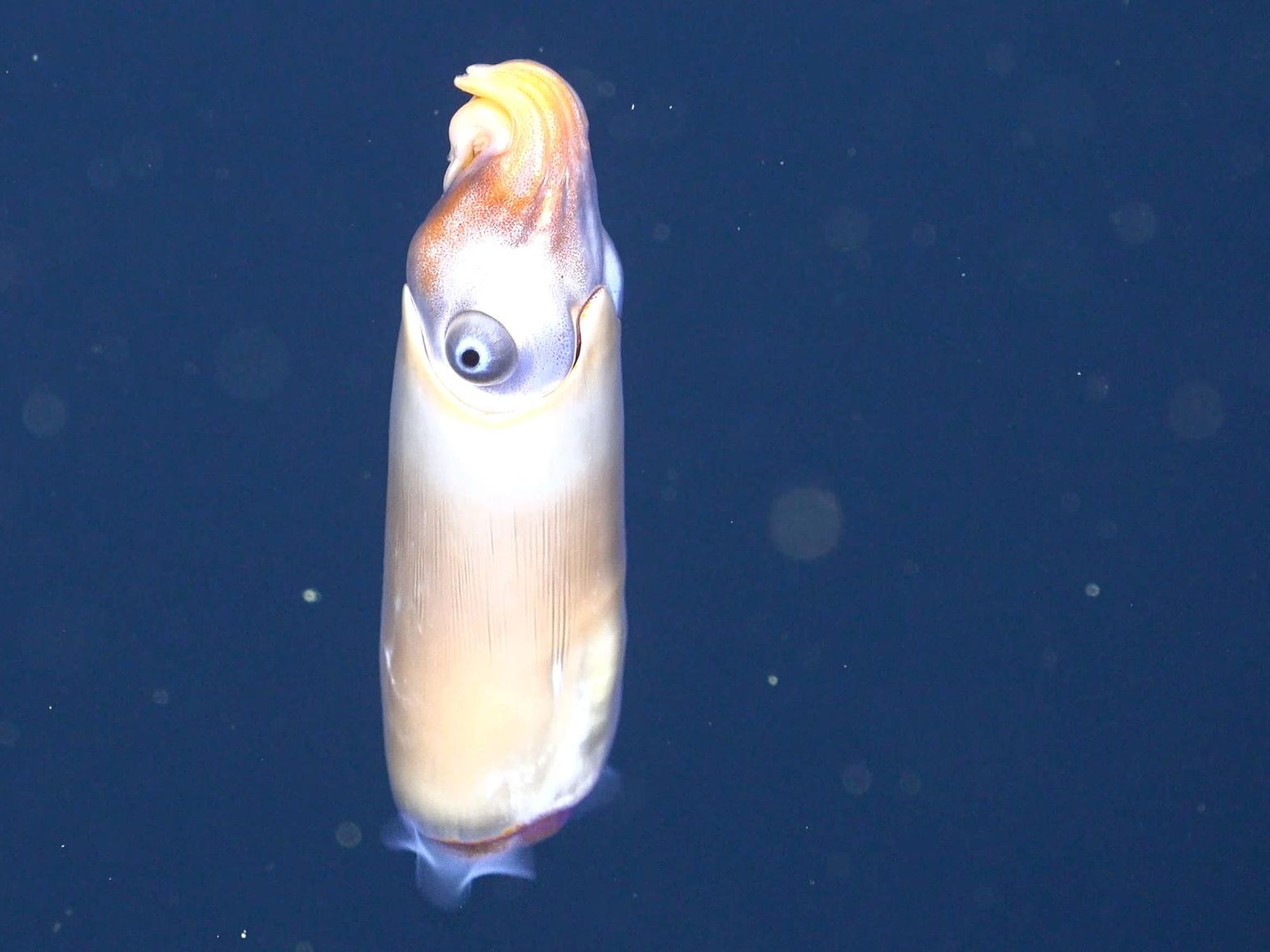 See Strange Squid Filmed in the Wild for the First Time