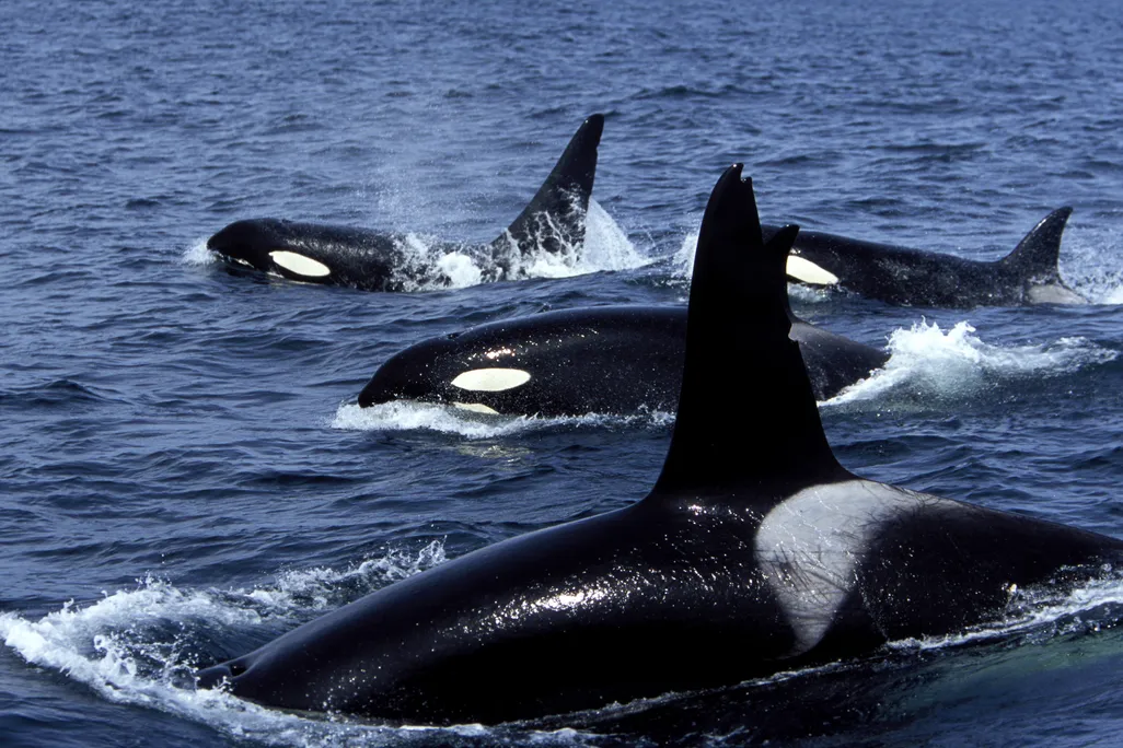 a pod of four orcas swims, their backs, heads and fins visible from above the surface of the water
