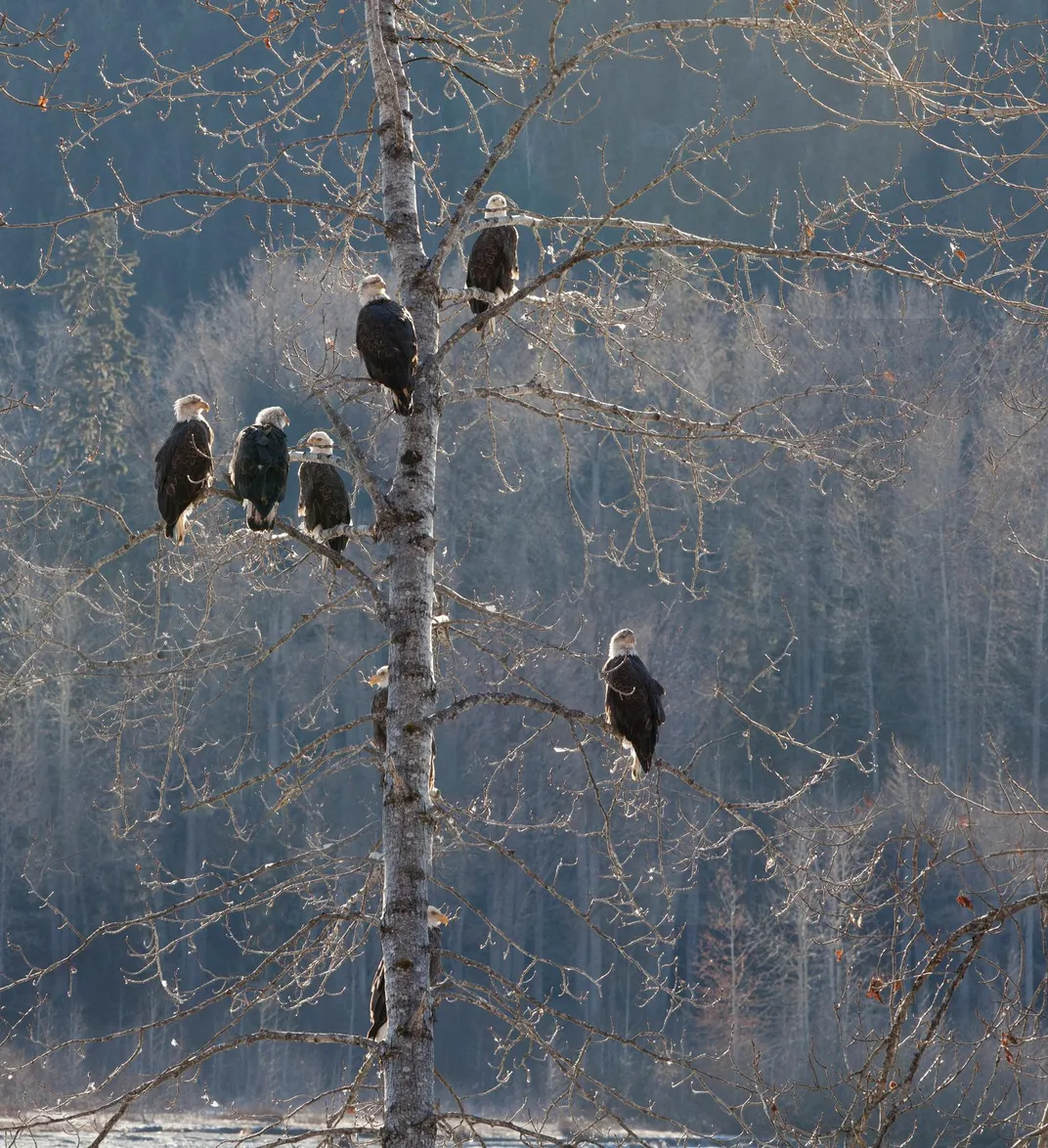 eagles basking in the sun