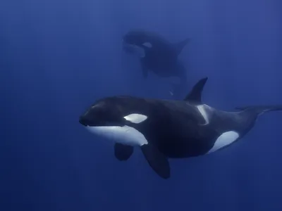 Orcas are highly social and are likely learning the boat-ramming behavior from one another.