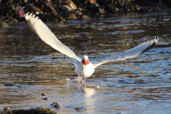 A seagull with lunch in its beak. thumbnail