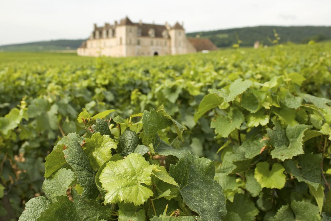 The renowned vineyards of Clos de Vougeot
