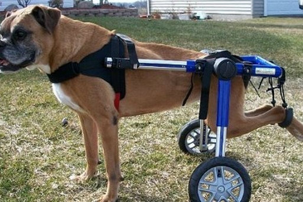 dog-wheelchair-470.jpg