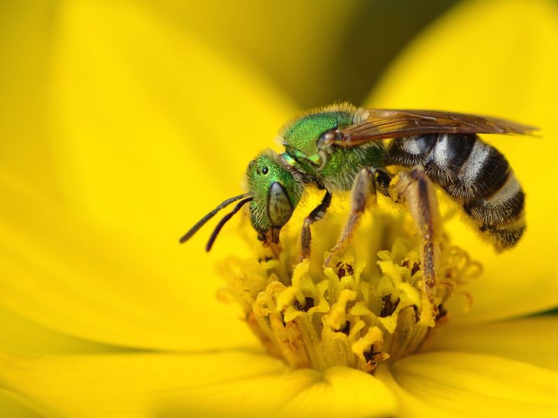 The Metallic Green Bee Smithsonian Photo Contest Smithsonian Magazine