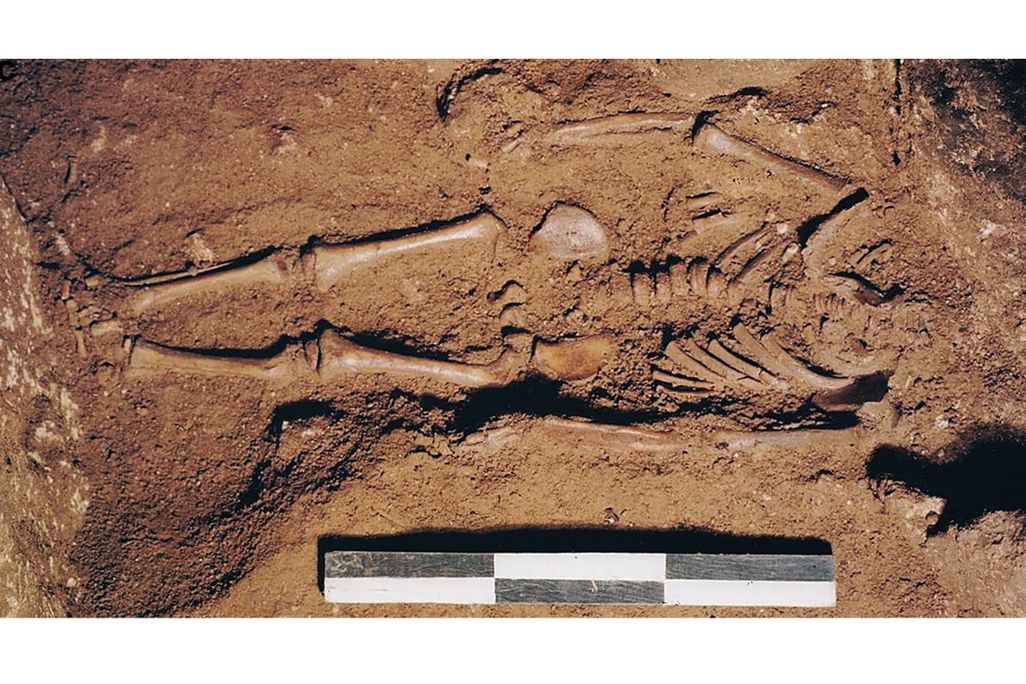 skeleton