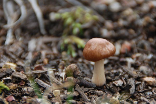 Mini Brown Cap Mushroom thumbnail