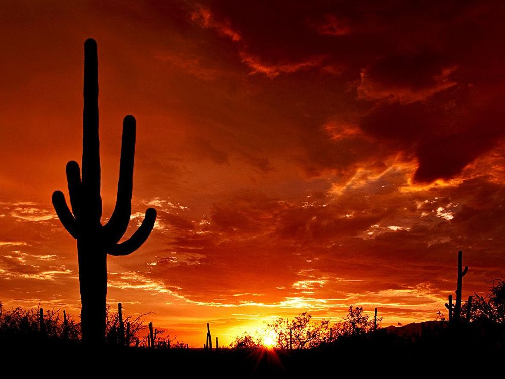 CactusSunset.jpg