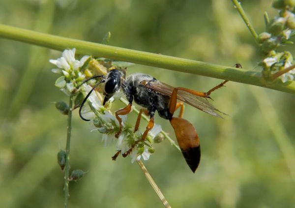 Great Golden Digger Wasp thumbnail