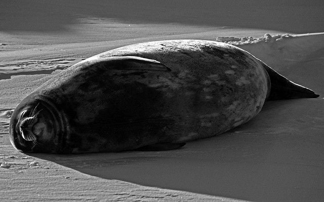 A Weddell Seal sunbathes near Antarctica’s Ross Sea. 