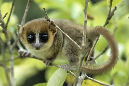 A mouse lemur grasps onto a tree branch in Madagascar. Scientists looked to characteristics in such modern primates to form a hypothesis about how primates behaved after an asteroid wiped out non-avian dinosaurs.