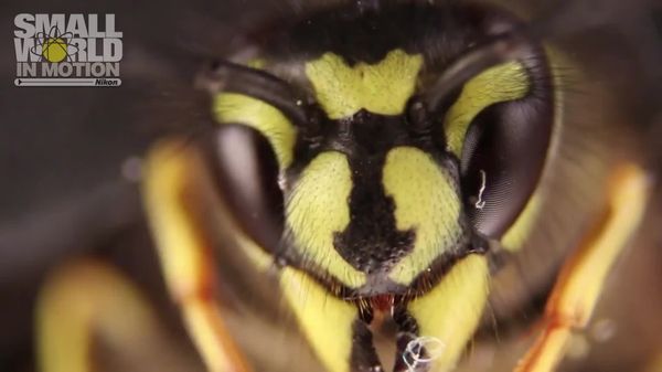 Preview thumbnail for A German Wasp - Jan Rosenboom