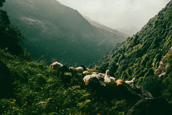 The quiet kingdom of the heights thumbnail