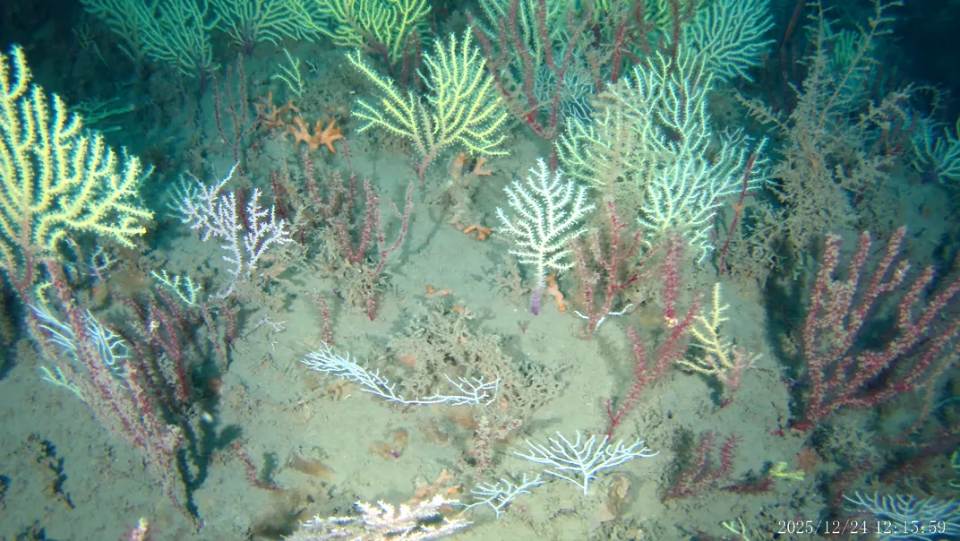 a community of corals on the seafloor