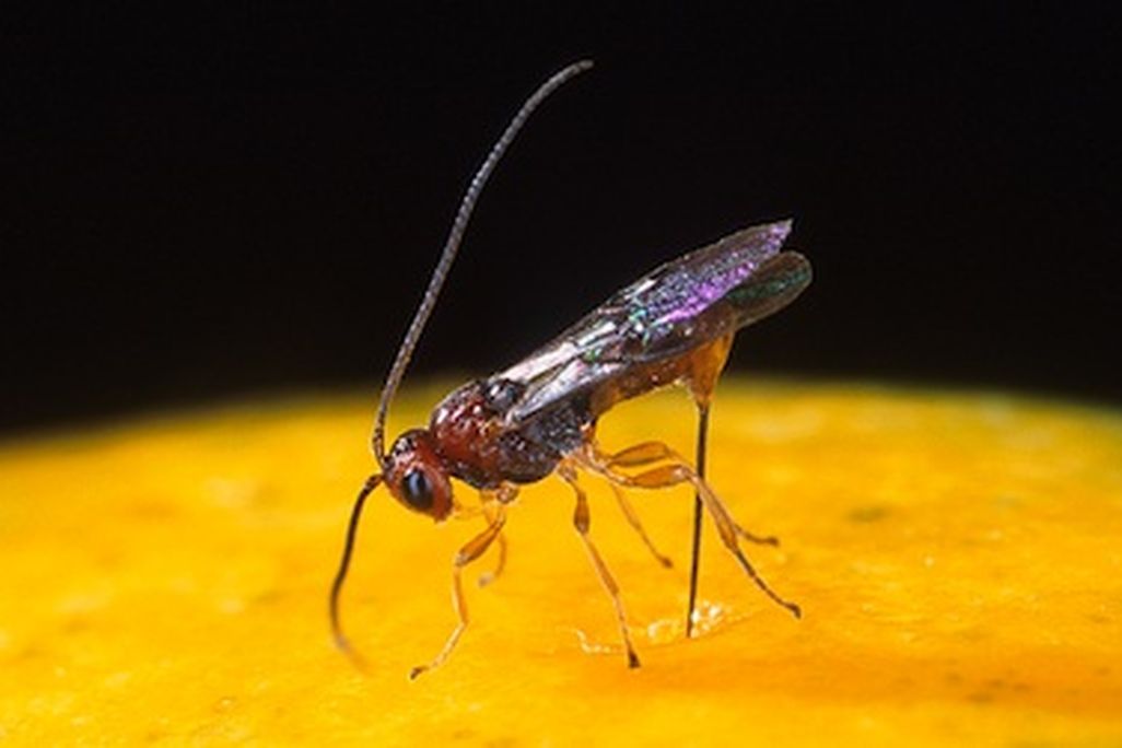 The tiny parasitic wasps flourish by laying eggs inside other insects (above: a wasp punctures a fruit fly).