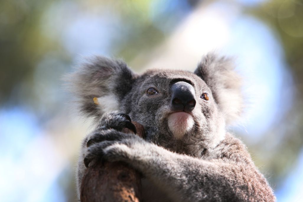 Koala holding onto a branch