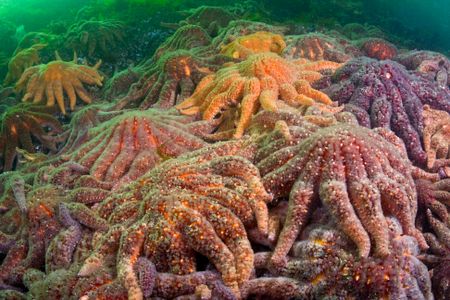 Sunflower sea stars are just one of 20 species affected. 