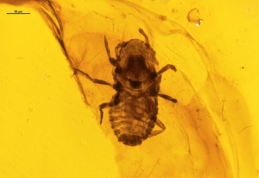 Prehistoric Lice in Amber 