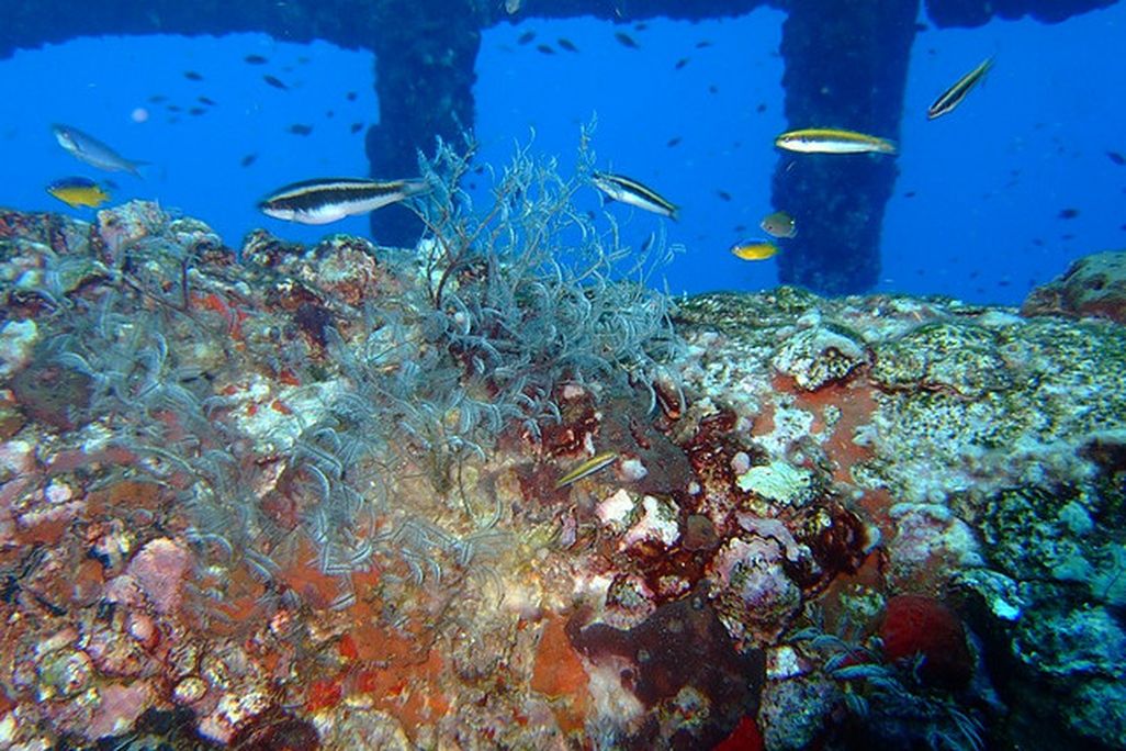 A reef ecosystem grows on an oil rig in the Gulf of Mexico.