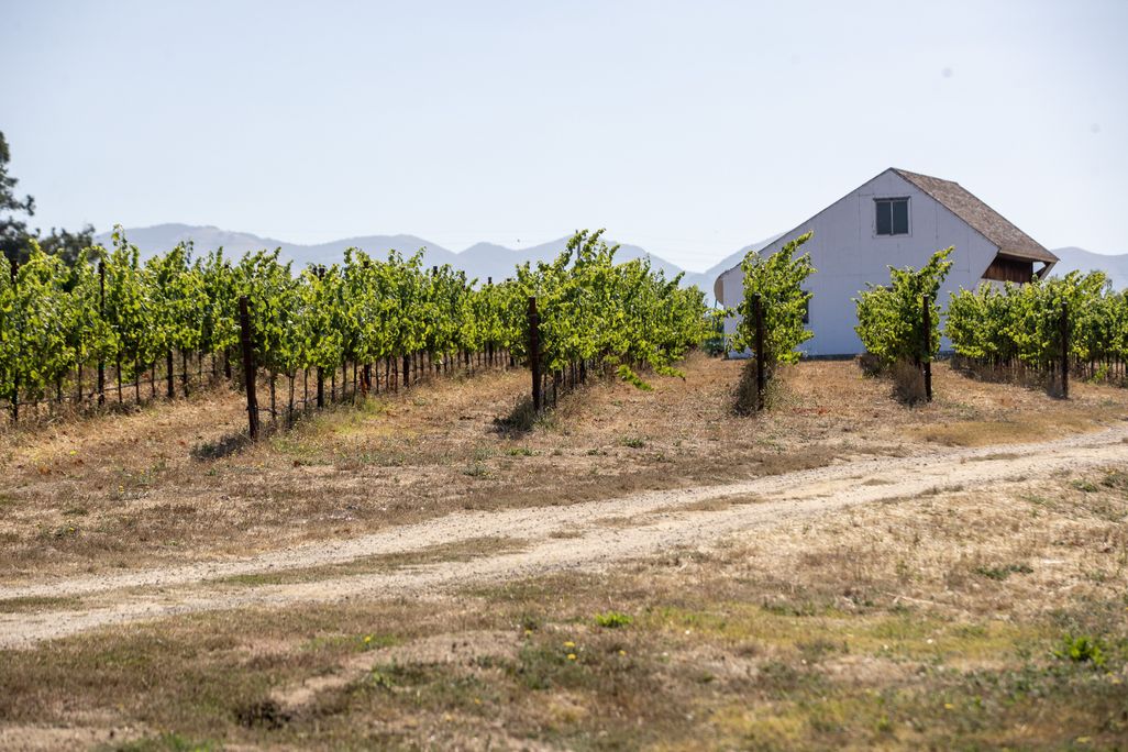 Rows of grape vines in front of a building