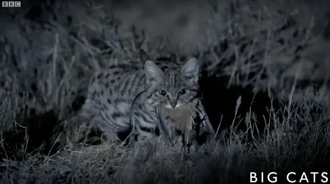 This Petite Cat Is the World's Deadliest. Mini-Series 'Super Cats' Shows You Why