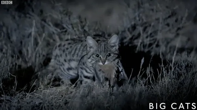 Baby Black Footed Cats., They're about the size of housecat…