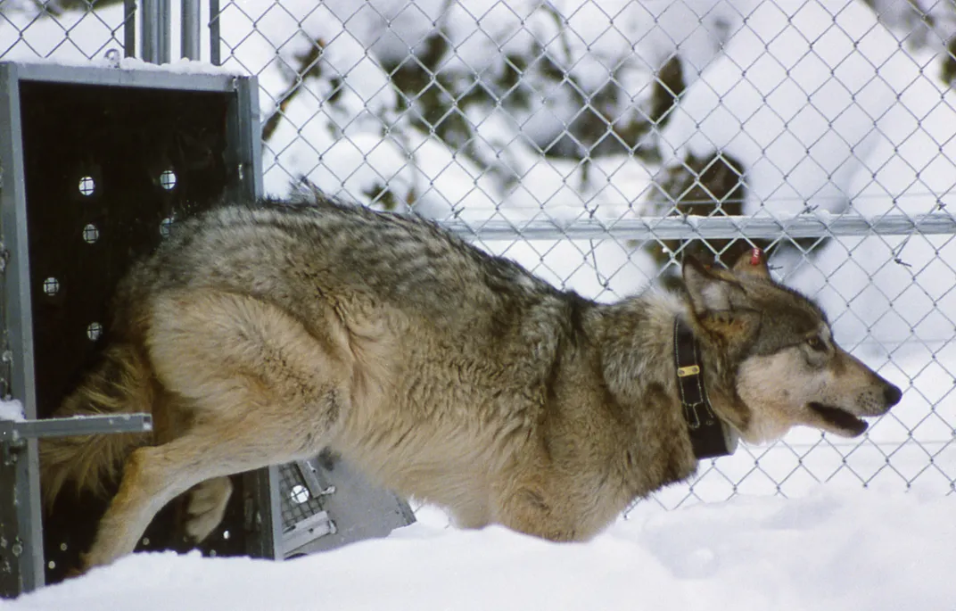 a gray wolf with a collar bounds through snow in an enclosure behind a chain-link fence