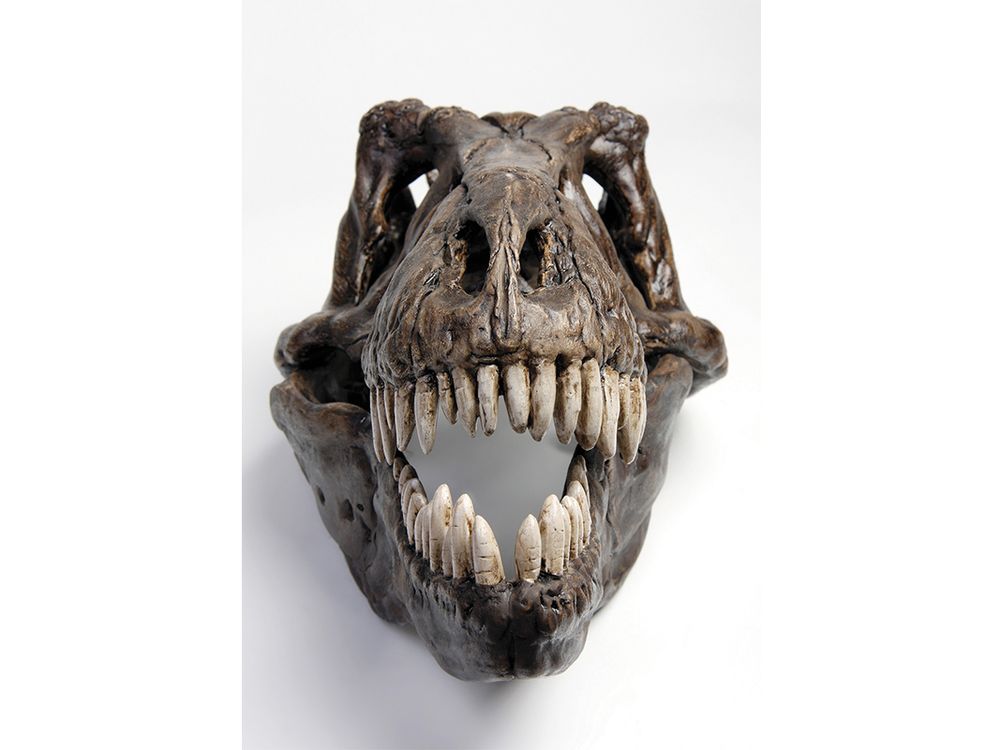 Therapod skull