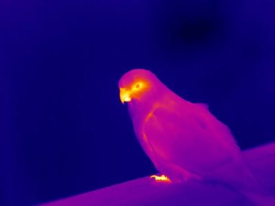 A thermal image shows a parrot releasing heat through its beak and talons. Researchers have found that since 1871 some parrots have increased their beak area up to 10 percent.