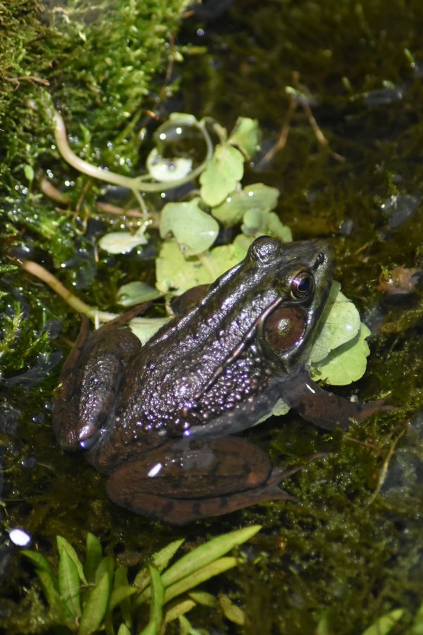 Bullfrog in the pond. thumbnail