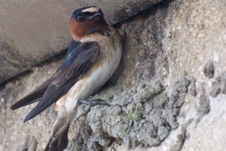 This cliff swallow has built a nest beneath a road.