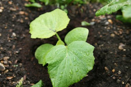A squash seedling (though not one of the ancient squash)

