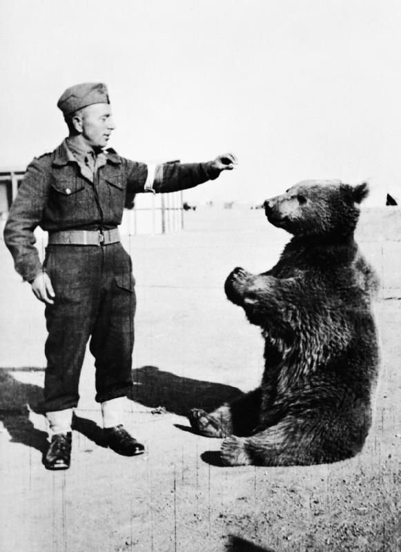 Wotjek the bear (Imperial War Museum - Public Domain/Wikimedia Commons)